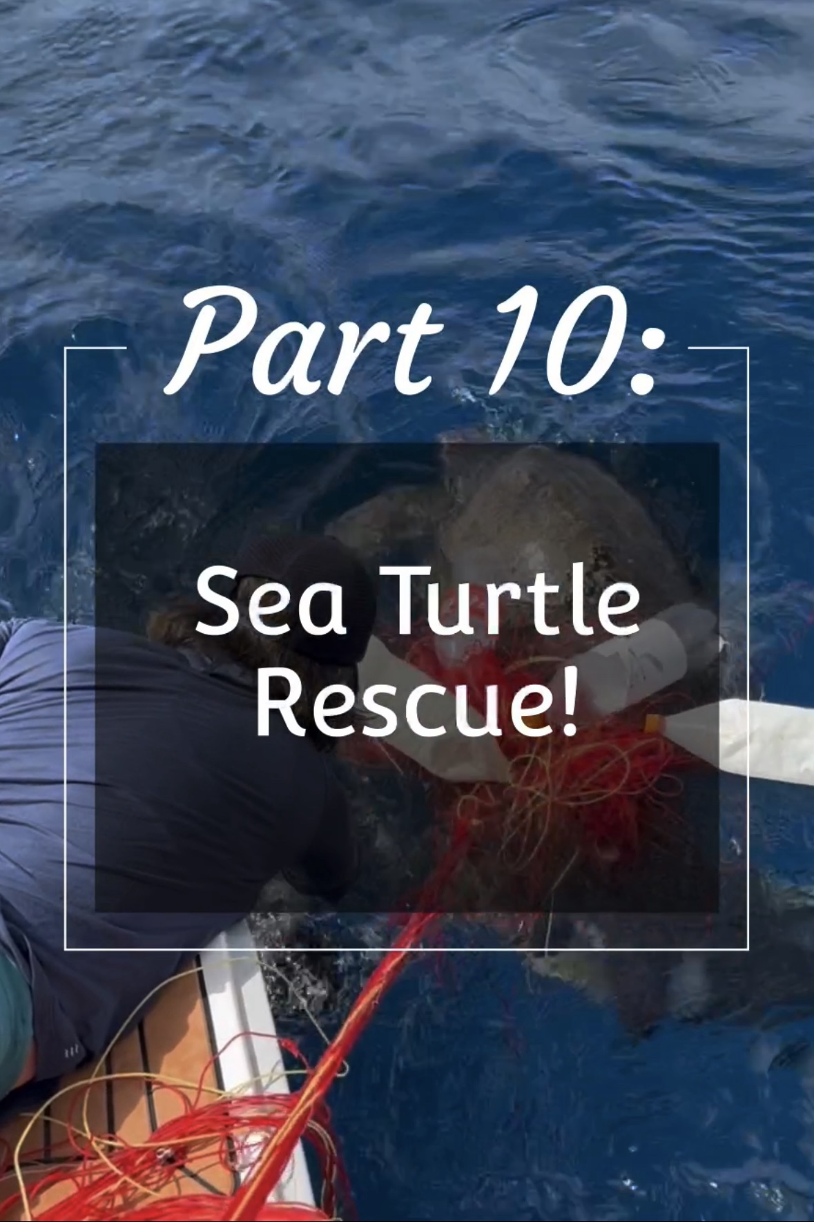Sea turtles rescued!