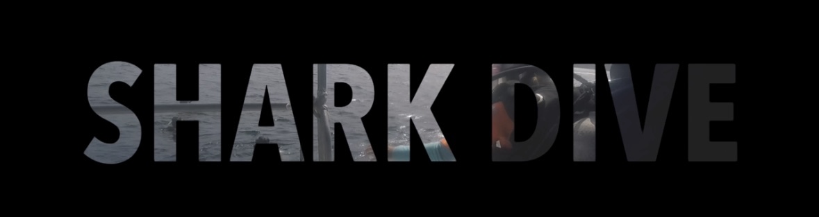 Shark Dive!